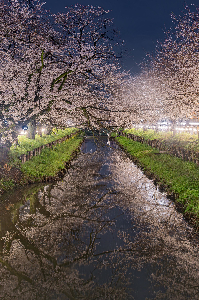 0397夜桜回廊の写真