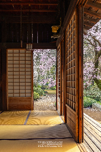 0400代々に伝わるしだれ桜の写真