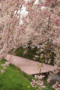 0402桜の絨毯の写真