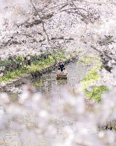 0405心ときめく桜舟の写真