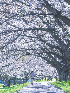 0406春風の散歩道の写真