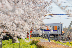 0407桜の中を駆け抜けるの写真