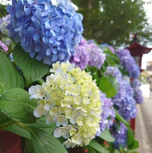 0409川越夏のはじまり