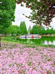 0413川越水上公園の桜絨毯