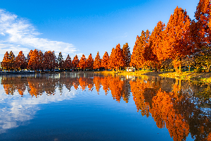 0455紅葉真っ盛りの写真