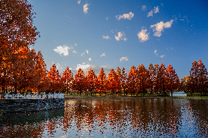 0453水上公園の紅葉の写真