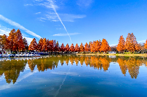 0456燃ゆる秋の写真