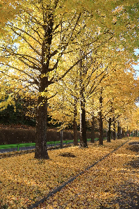 写真：0461黄色の季節