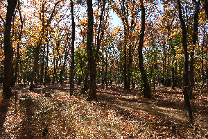 川越市001　森に溶ける秋色
