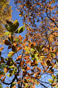 川越市004　秋の空の下