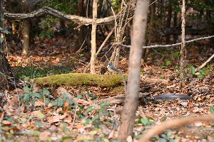 川越市005　森の奥の訪問者