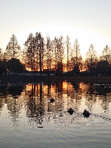 写真：0466 1年で1番早い夕日メタセコイヤと夕日のリフレクション