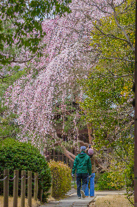 中院の枝垂れ桜