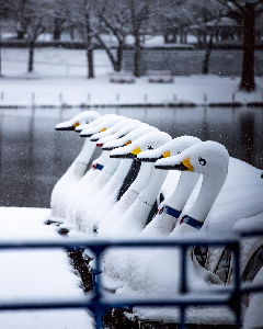 川越水上公園の白鳥ボート