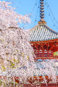 喜多院の多宝塔としだれ桜