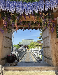 藤の花に包まれた最明寺の山門の写真