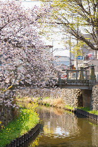 道灌橋の桜の写真
