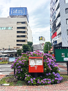 紫陽花とポストの写真