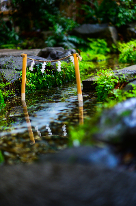 写真：川越氷川神社内の池