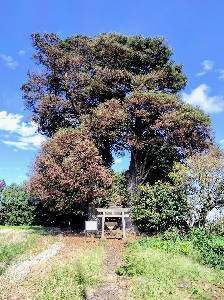 下小坂白髭神社の大けやきの写真