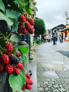 菓子屋横丁の塀に実るブラックベリーの写真