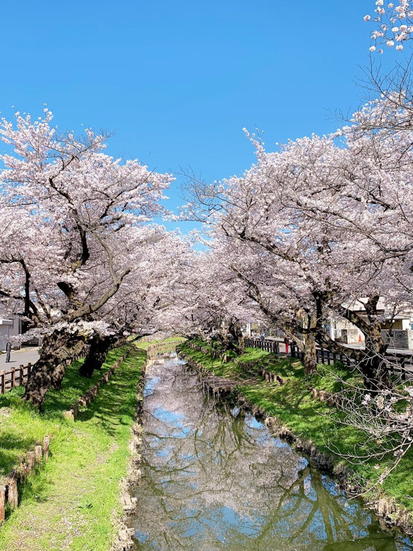 0034新河岸川・川面に映る誉桜