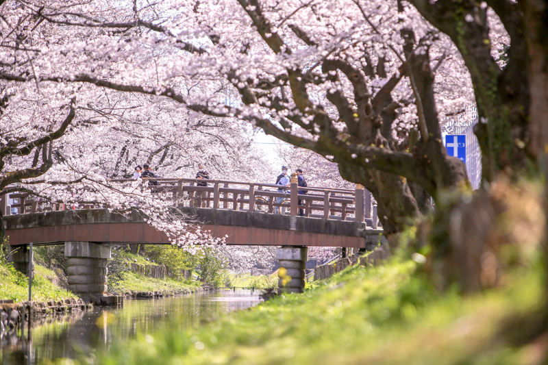 0035新河岸川の桜トンネル立ちどまる