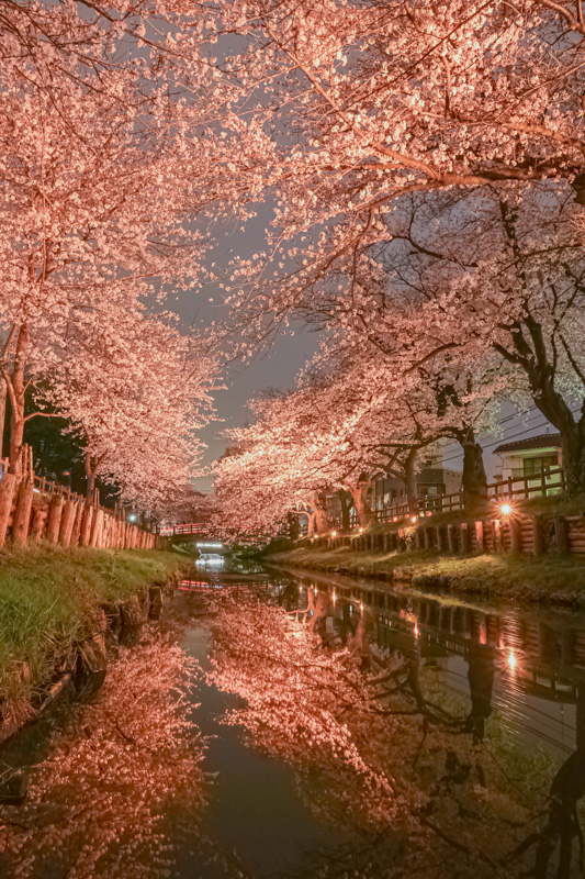 0055新河岸川の桜