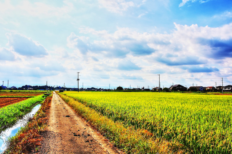 0109松郷田圃の『穗』