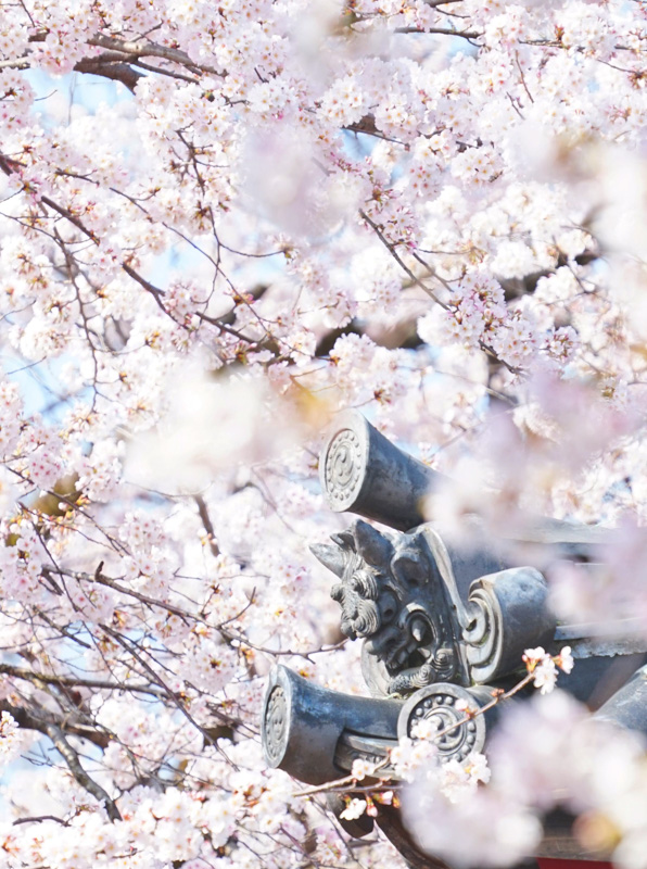 0117喜多院、鐘楼門の鬼瓦と桜
