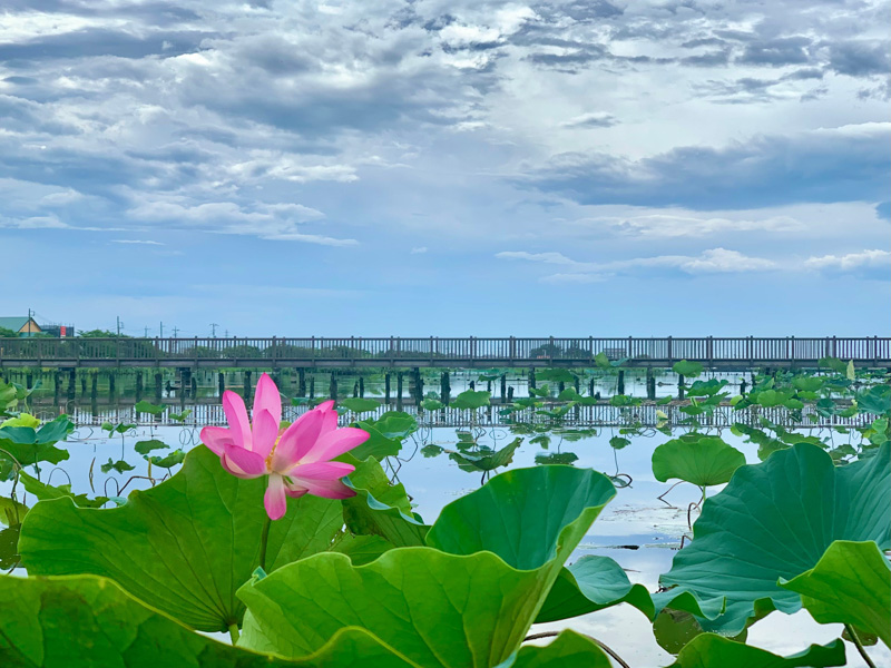 0124伊佐沼の蓮の花