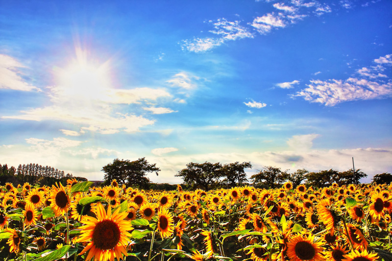 0135伊佐沼東岸のひまわり畑『さよなら夏の日』