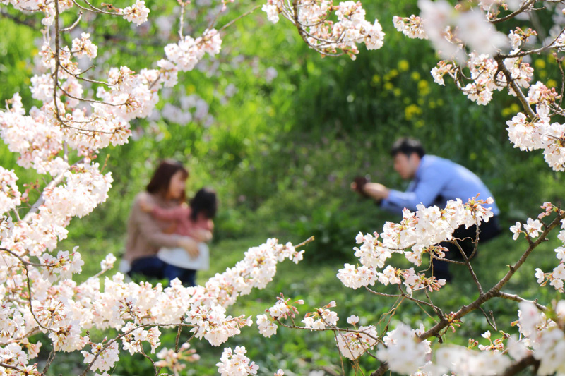 0152桜並木にて、微笑ましい春の一コマ