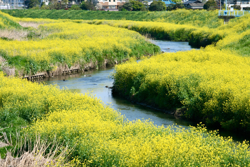 0160新河岸川と満開の菜の花