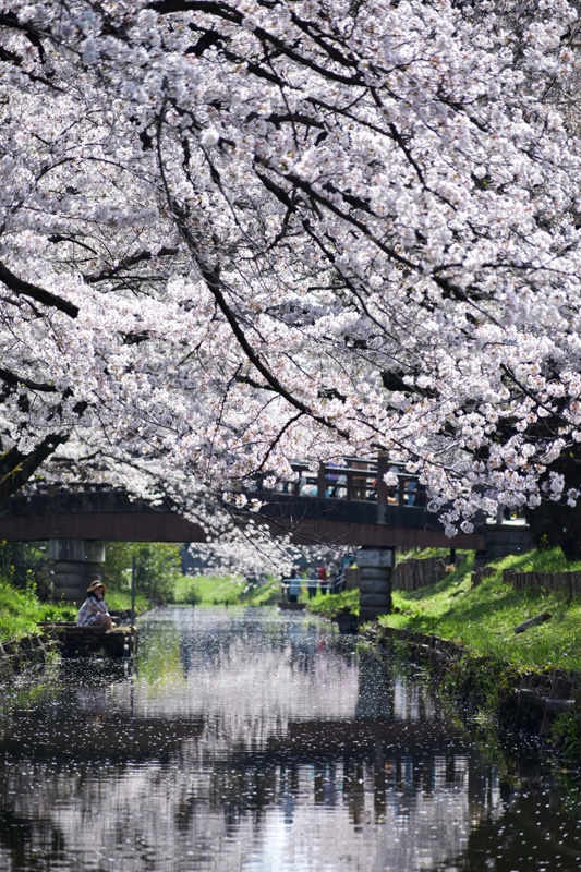 0274新河岸川の桜