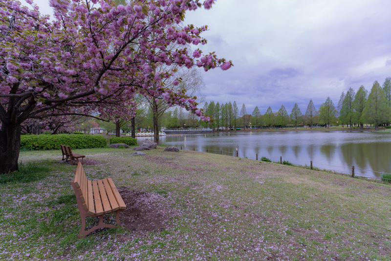 0285四季の変化に富む川越水上公園