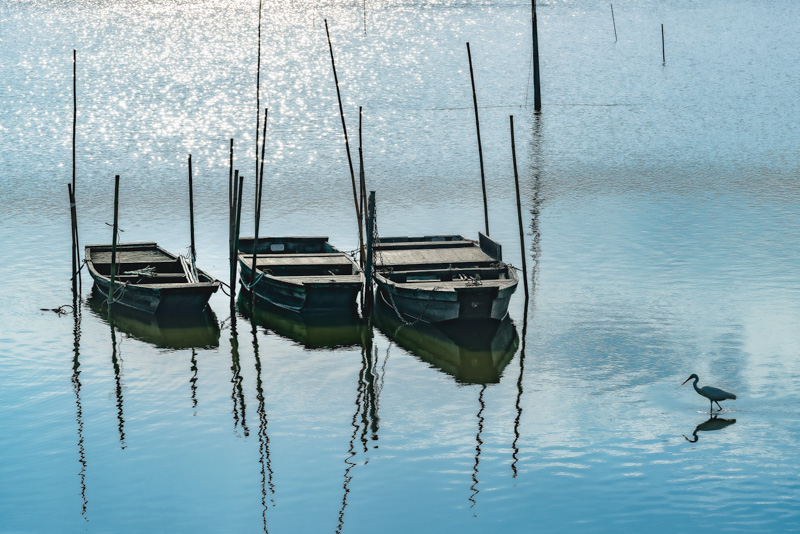 0298伊佐沼は野鳥の宝庫