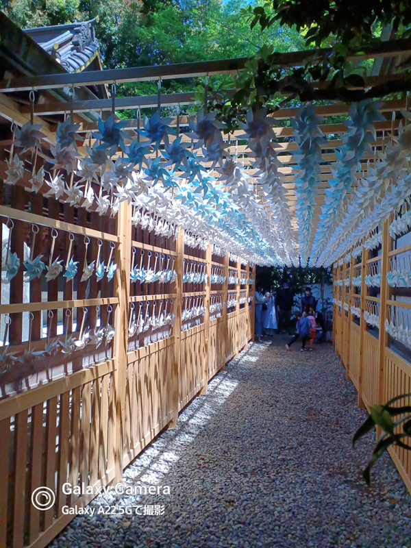 0325風車が綺麗な川越氷川神社