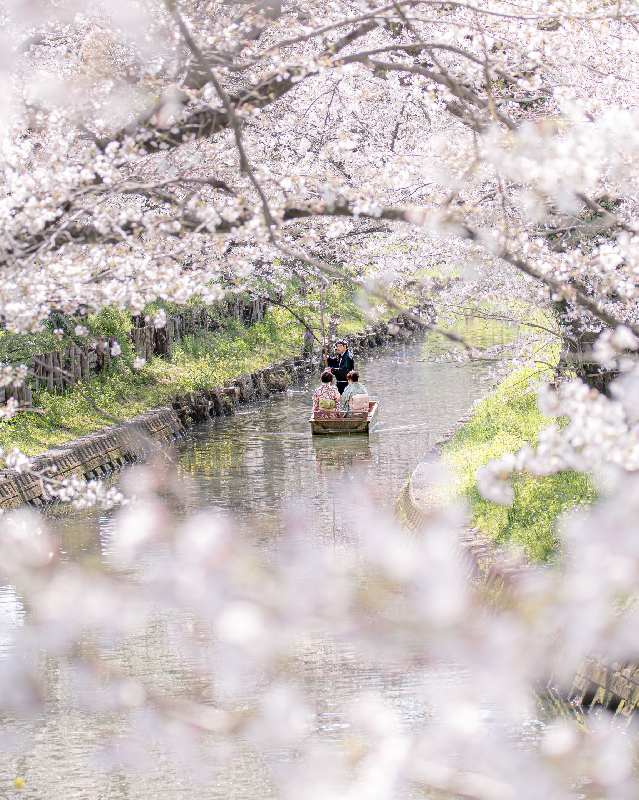 0405心ときめく桜舟の写真
