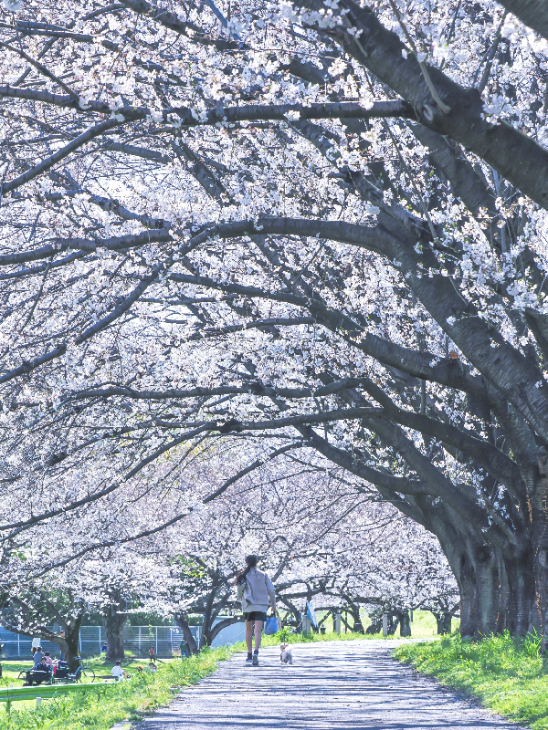 0406春風の散歩道の写真