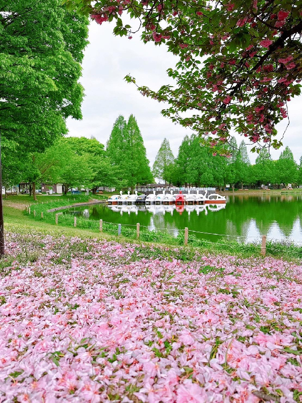 0413川越水上公園の桜絨毯