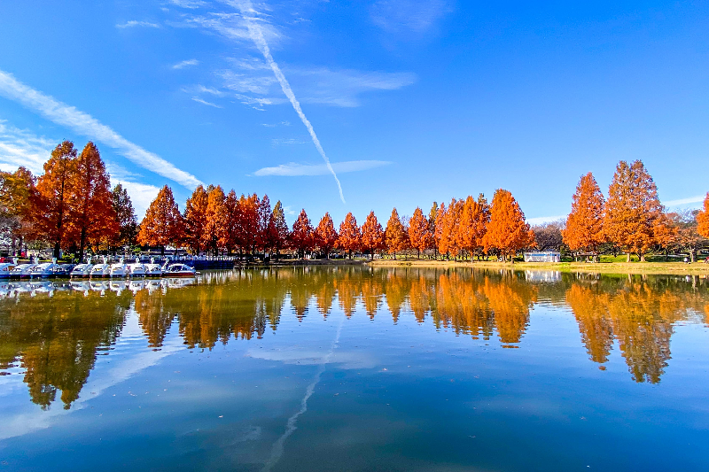 0456燃ゆる秋の写真