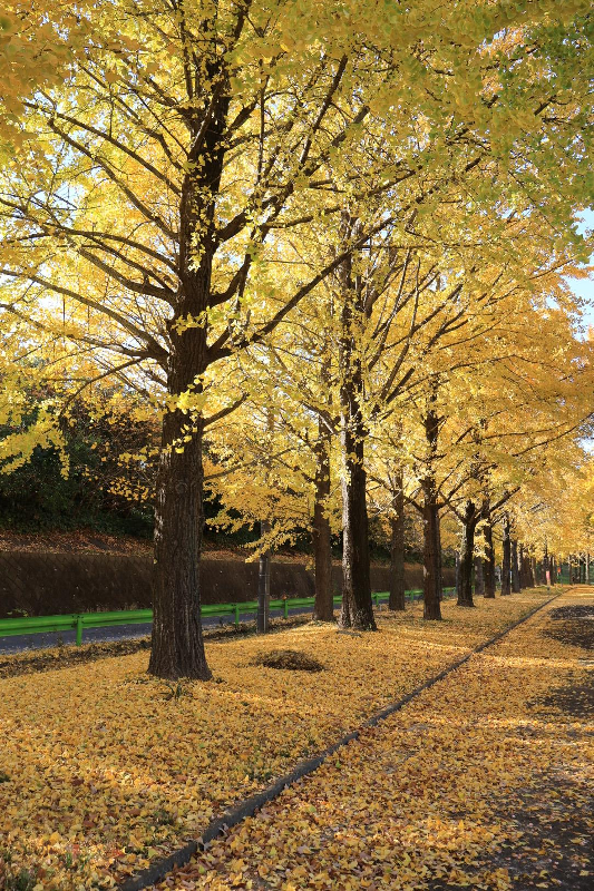 写真：0461黄色の季節