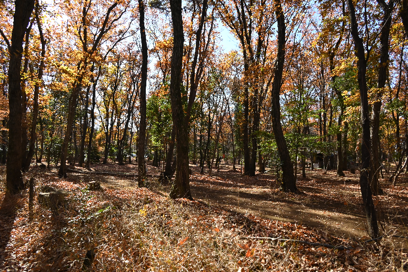 川越市001　森に溶ける秋色