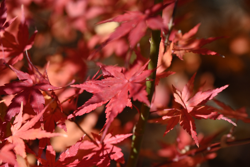 川越市002　朱に染まる季節