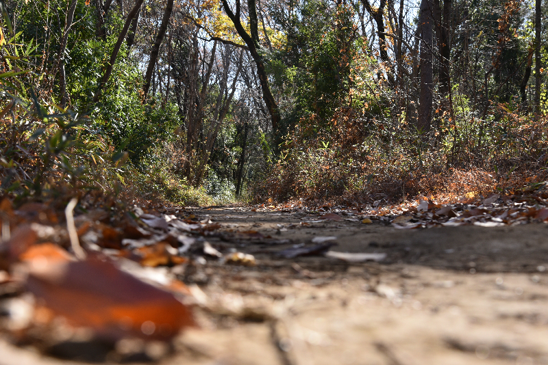 川越市003　森へ続く道