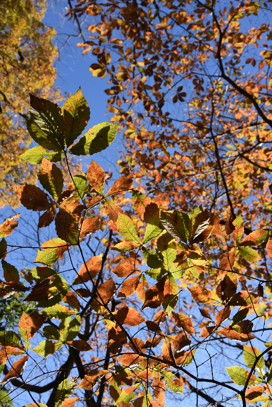 川越市004　秋の空の下