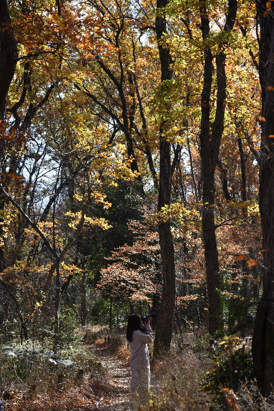 川越市006　秋の気配