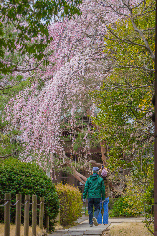 中院の枝垂れ桜