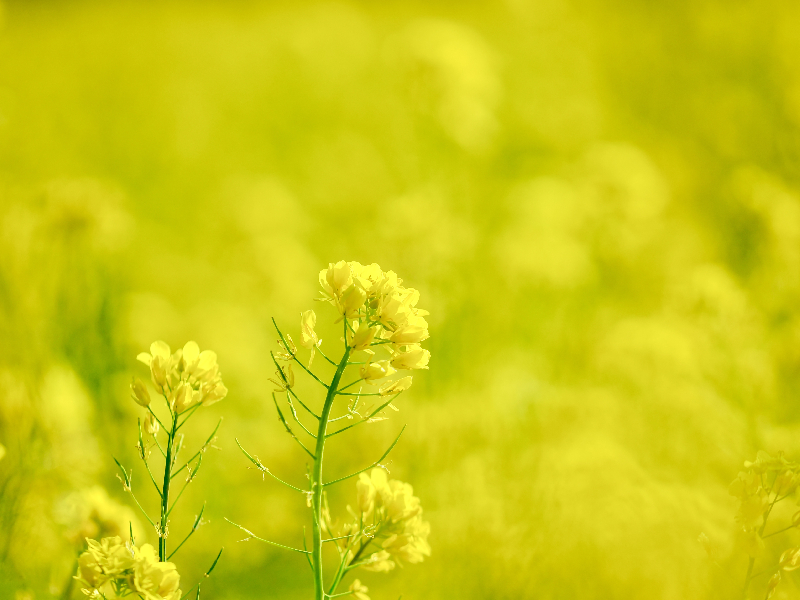 菜の花